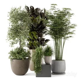 Indoor plants in rusty concrete pot